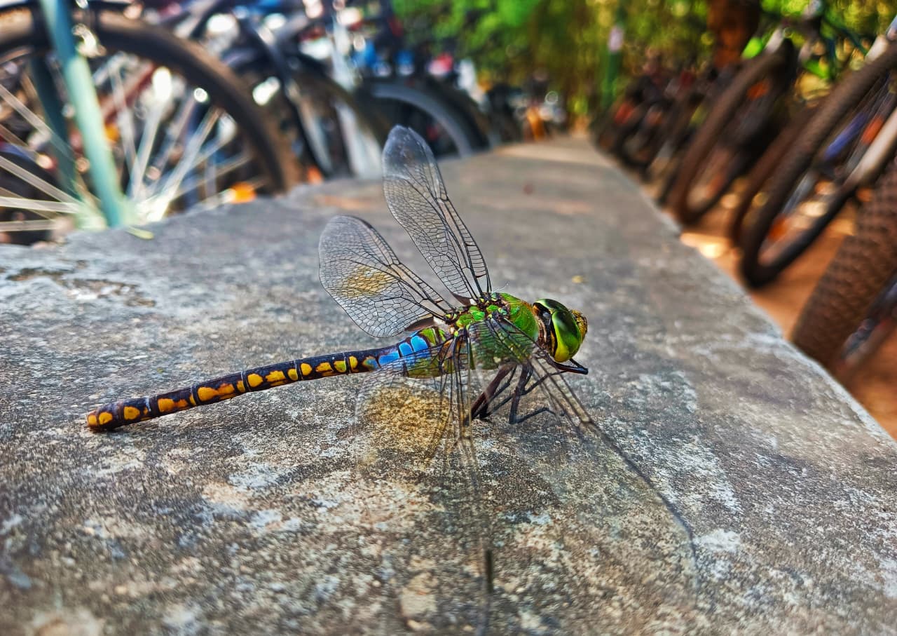 Dragonfly photographed at IISc Bangalore